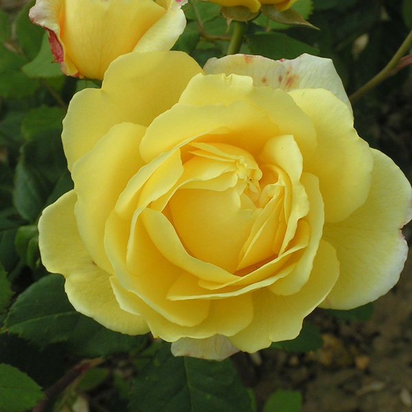 Our Rose - Yellow Shrub Rose