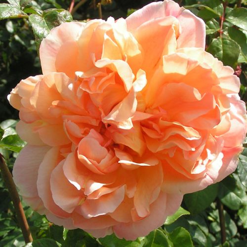 Papi Delbard - Orange Climbing Rose