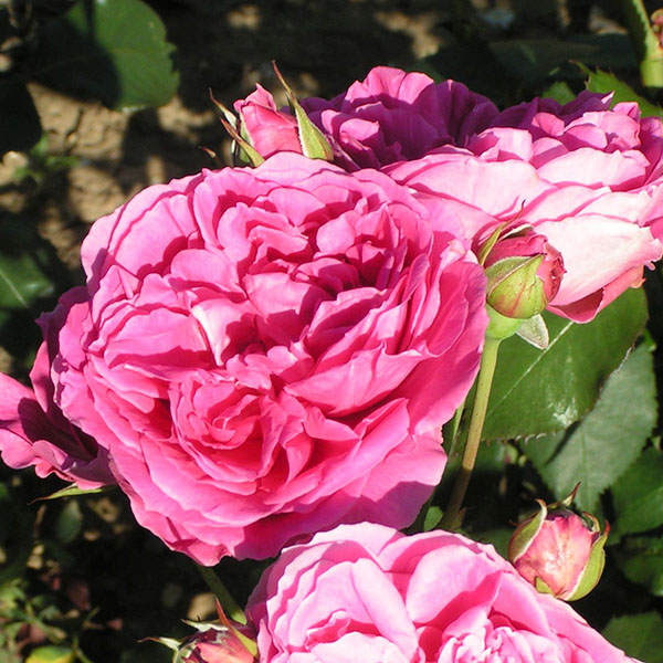 Parade - Pink Climbing Rose