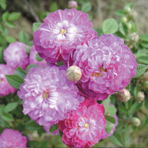Burgundy Rose, Parvifolia, Pompon de Bourgogne- Purple Centifolia Rose