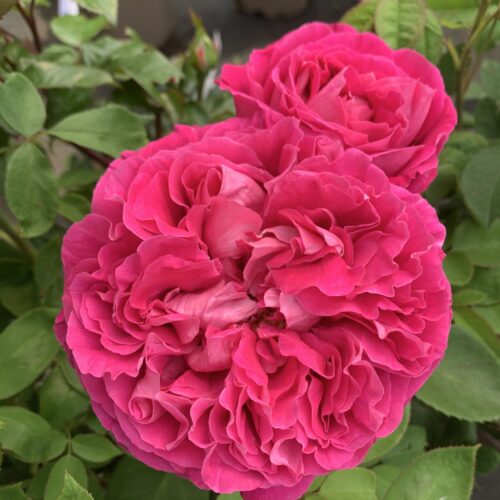 Paul Neyron has massive pink blooms.