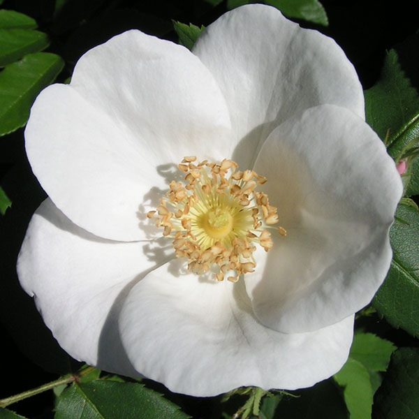 Pauls Perpetual White - Climbing Rose