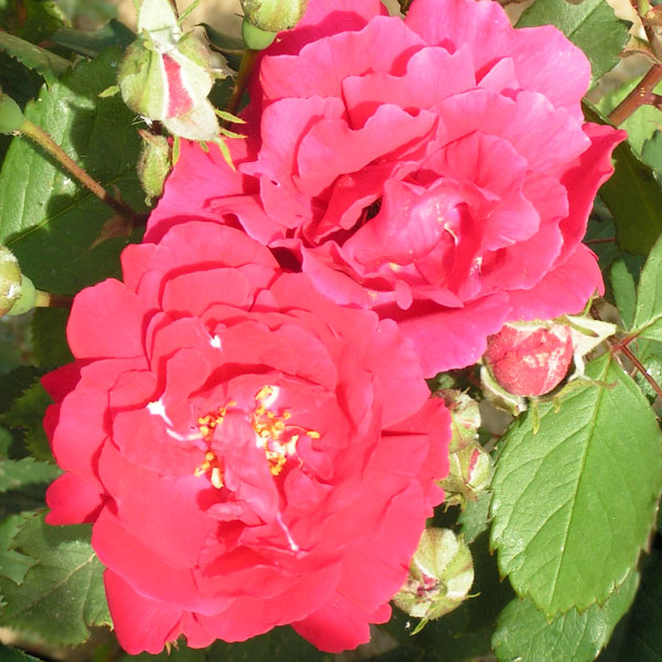Pauls Scarlet - Red Climbing Rose