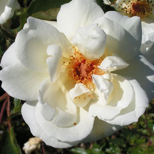 Pax - White Hybrid Musk Rose