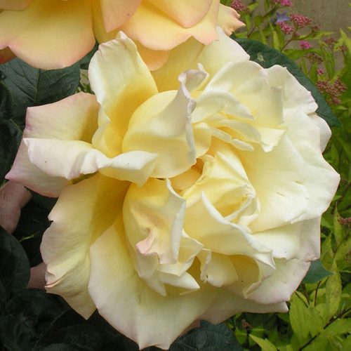 Peace - Climbing Rose