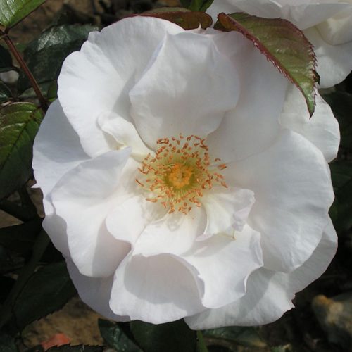 Pearl Drift - White Shrub Rose