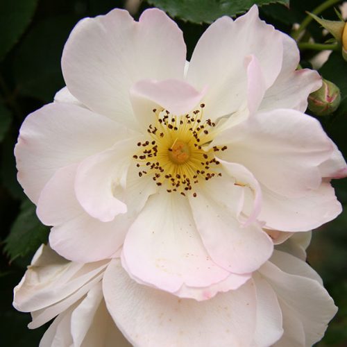 Penelope - White Hybrid Musk Rose