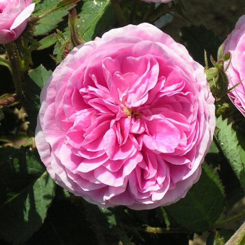 Petite de Hollande - Pink Centifolia Rose