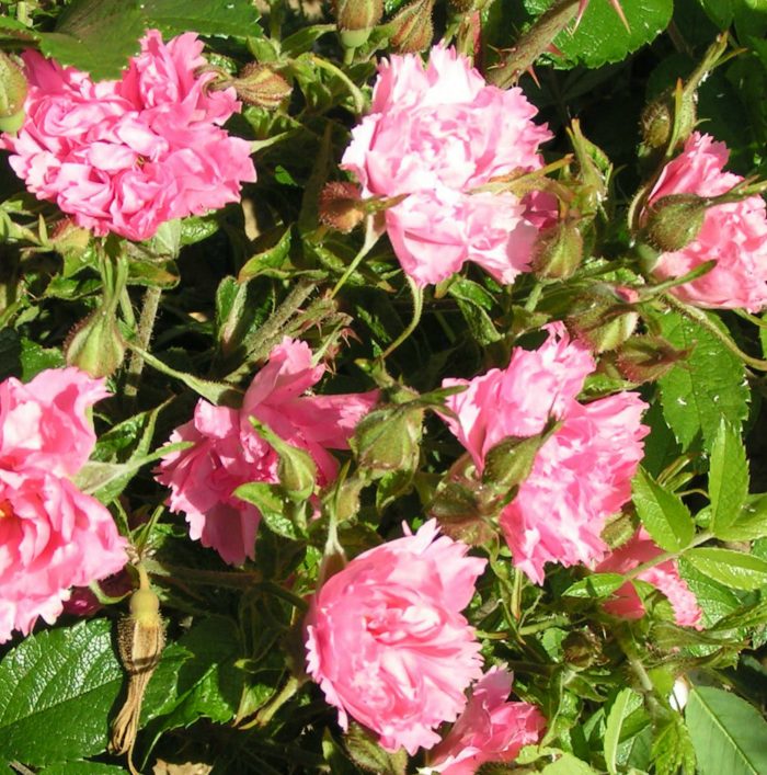 Pink Grootendorst - Rugosa Rose