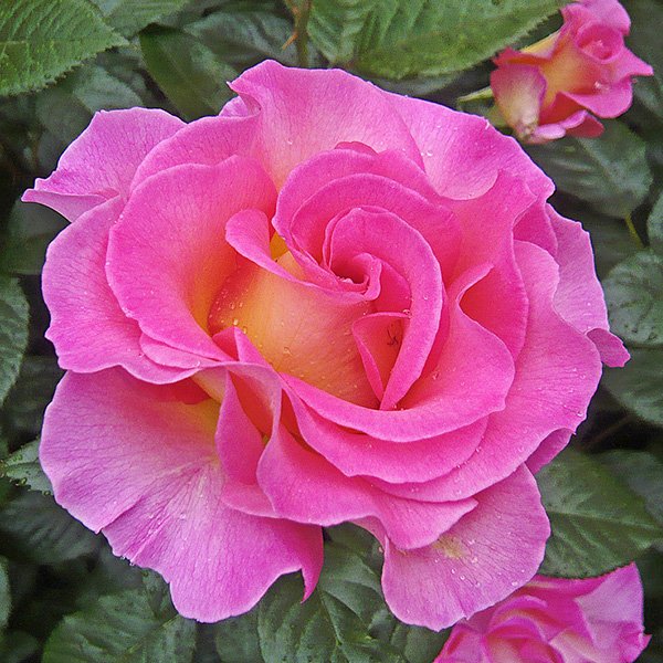 Pink Paradise - Delbard Rose