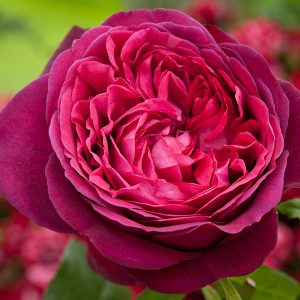 Pure Poetry - Red Nostalgic Rose