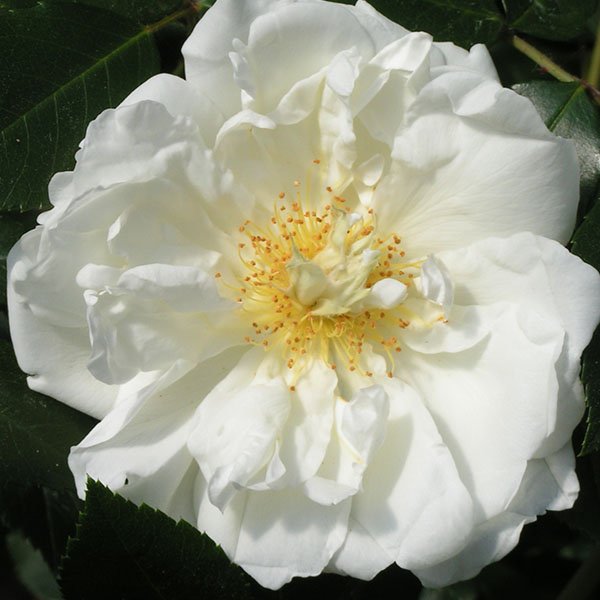 Purity - White Rambling Rose