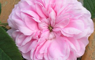 Queen of Denmark - Pink Alba Rose