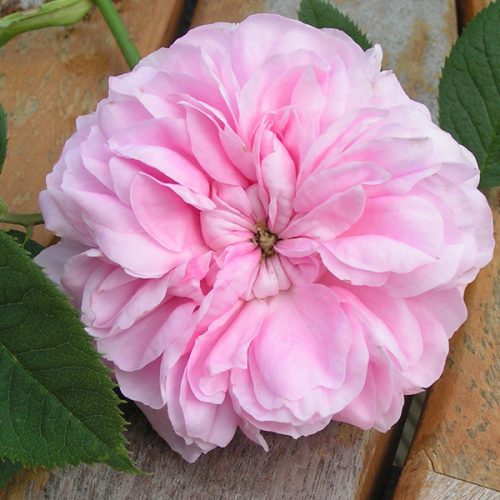 Queen of Denmark - Pink Alba Rose