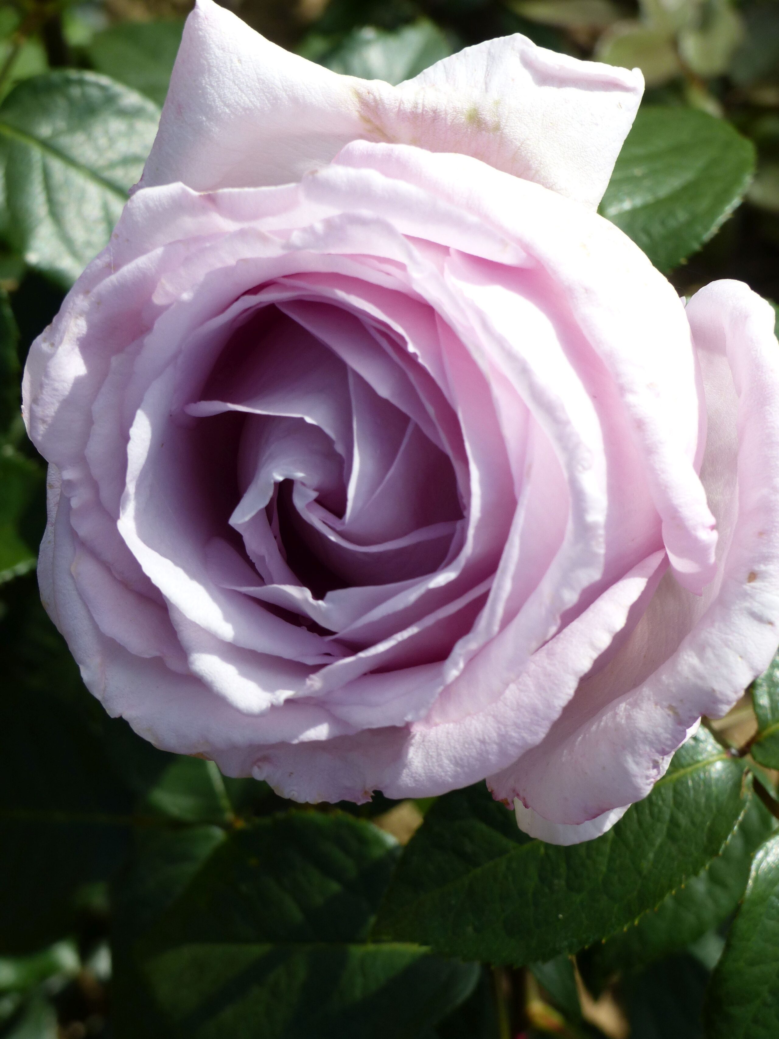 Eleanor Rose BUSH | Trevor White Roses | Buy quality mail ...
