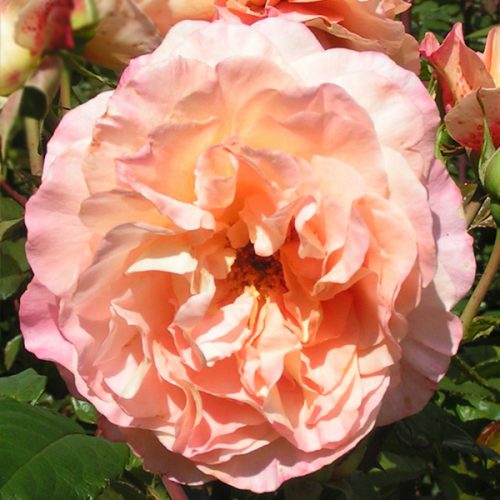 A rose bush called Rachel has large peachy coloured blooms.