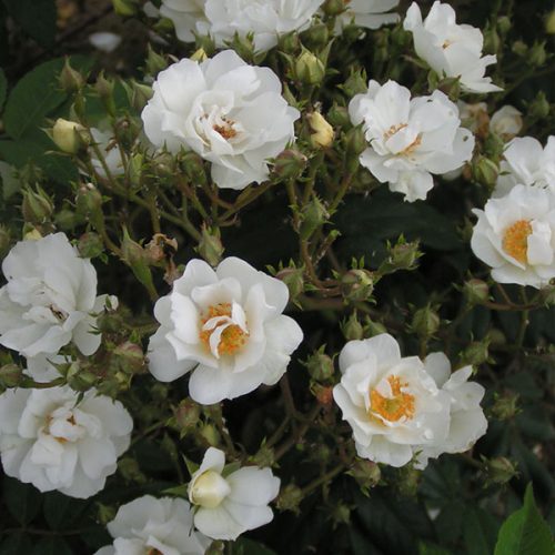 Rambling Rector - White Rambling Rose
