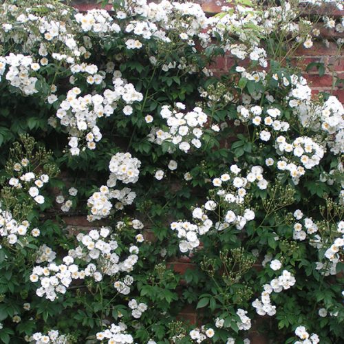Rambling Rector - White Rambling Rose