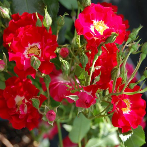 Rambling Rosie - Red Rambling Rose