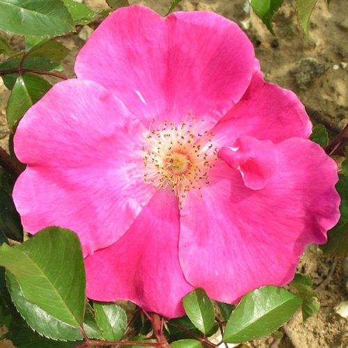 Ramona - Pink Climbing Rose