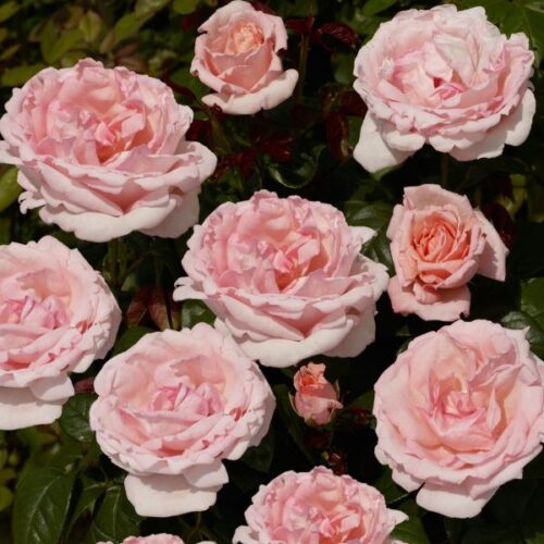 Racquel Renaissance Rose