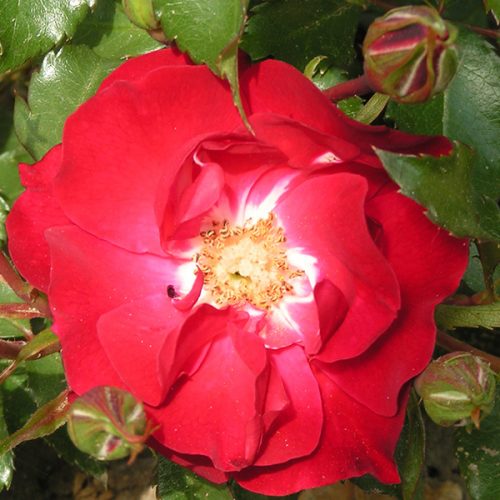 Red Finesse - Bush Rose