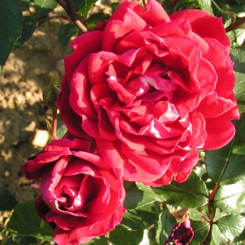 Red New Dawn - Climbing Rose