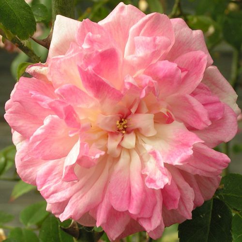 Rene Andre - Pink Rambling Rose