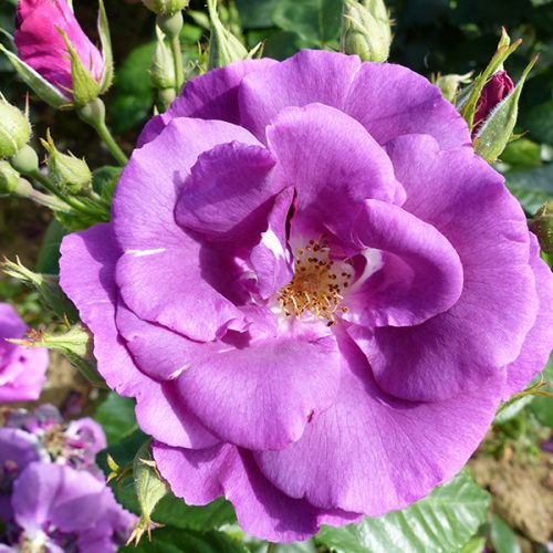 Rhapsody In Blue has purple blooms and has won many awards including RHS Award of Garden Merit.