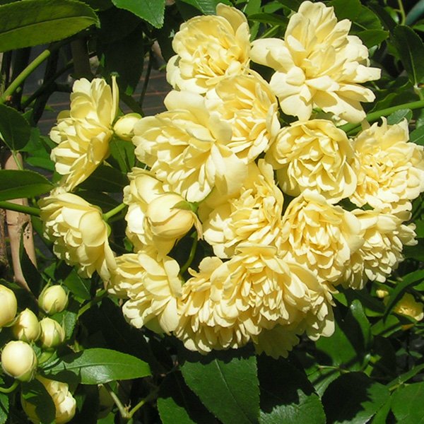 Rosa banksiae 'Lutea' - Yellow Rambling Rose