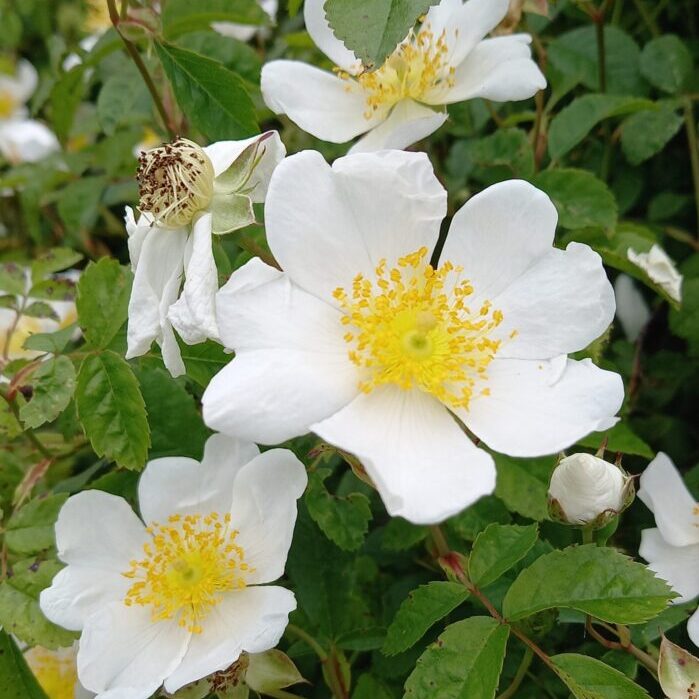 Rosa arvensis (the field rose) beautiful white blooms.