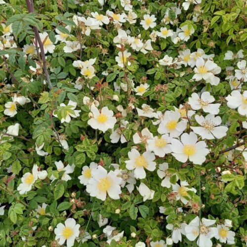 Rosa Arvensis - perfect for polinators.