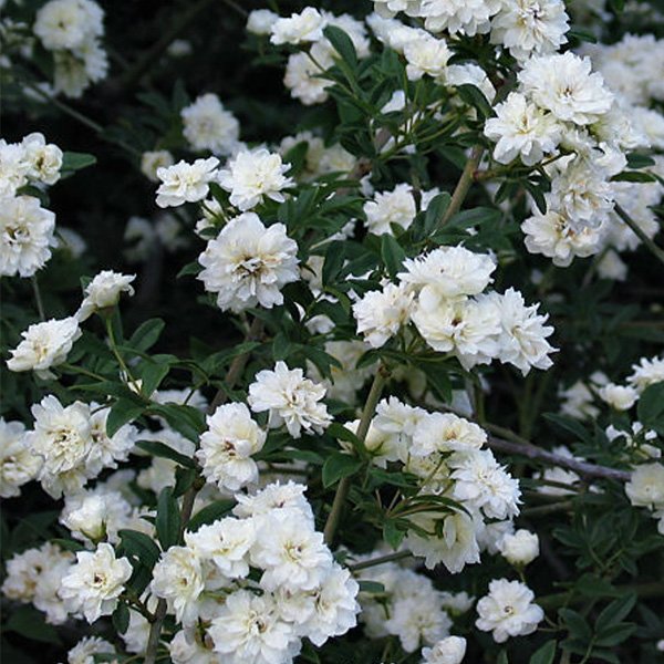 Rosa banksiae 'Alba' - White Rambling Rose