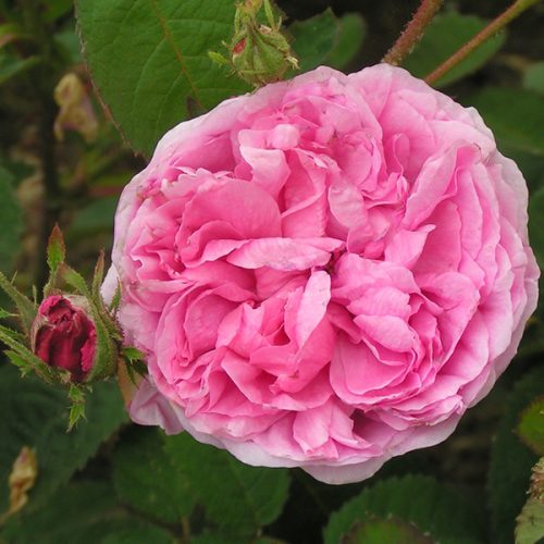 Rosa Centifolia - Pink Centifolia Rose