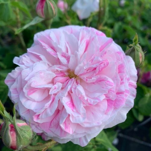 Rosa Centifolia Variegata is a beautiful old rose with rich scent.