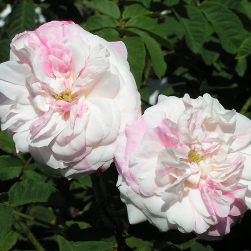 Rosa Centifolia Variegata - Striped Centifolia Rose