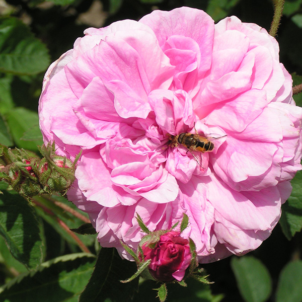 Rosa Centifolia - Pink Centifolia Rose