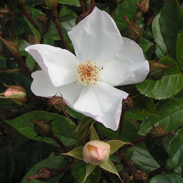 Rosa gentiliana - White Rambling Rose