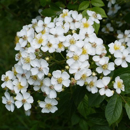 Rosa Helenae - White Rambling Rose
