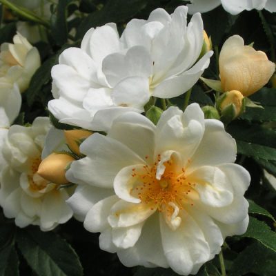 Rosa helenae Hybrid - RAMBLER | Trevor White Roses-Old Rose Specialist