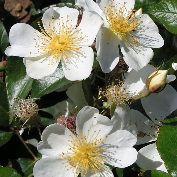 Rosa longicuspis - White Rambling Rose