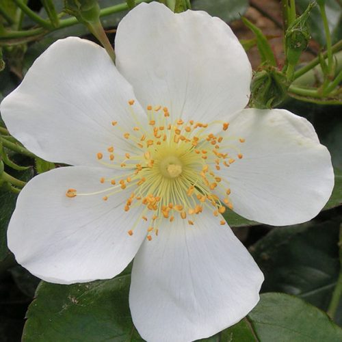 Rosa longicuspis - White Rambling Rose