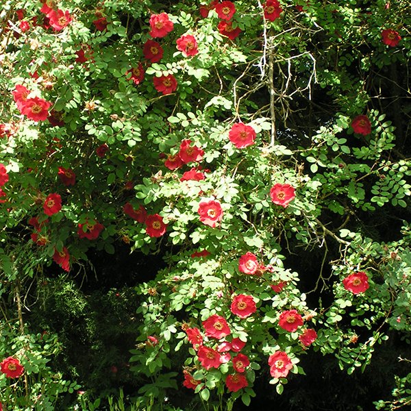 Red species rose Rosa Moyesii