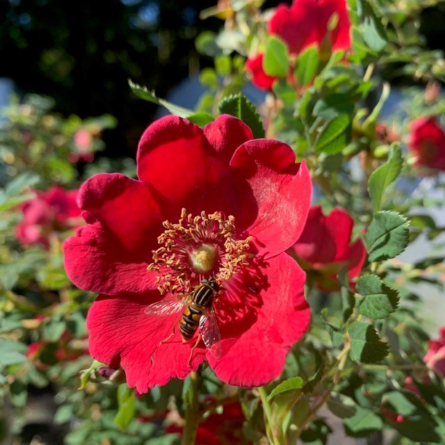 Rosa Moyseii is a single flowered species rose which is very attractive to bees and insects.