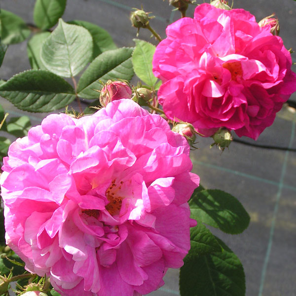 Rosa multiflora 'Platyphylla' - Pink Rambling Rose