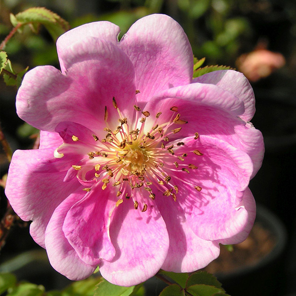 Rosa pimpinellifolia 'Mary Queen of Scots' - Pink Species Rose