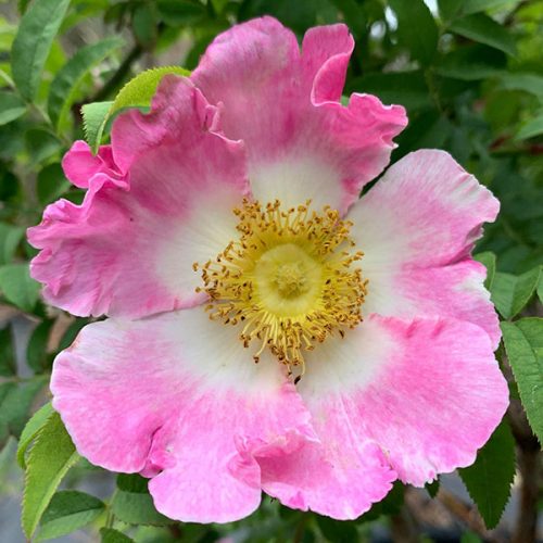 Rosa roxburghii is a wild rose with pink frilly edges and bright yellow golden centre. Often called the Chesnut Rose.