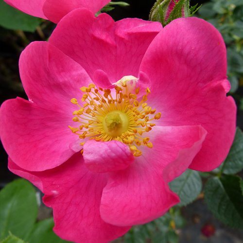 Rosa Rubiginosa 'Amy Robstart' - Species Rose