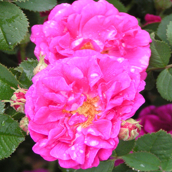 Rosa rubiginosa 'La Belle Distinguee' - Pink Species Rose