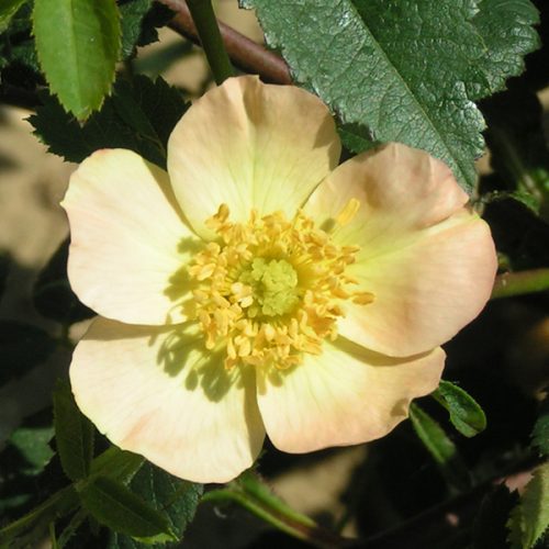 Rosa rubiginosa 'Lord Penzance' - Species Rose